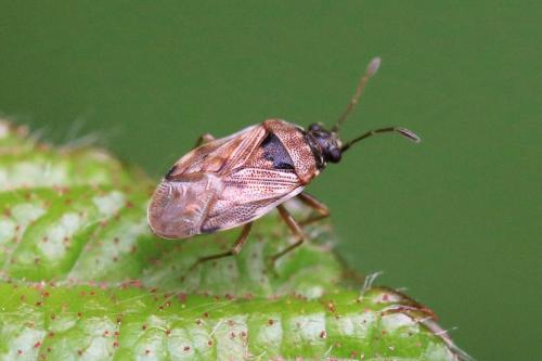 Réf. 247 177 : Hyalochilus ovatulus